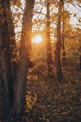  ЗАКАТ.НОМИНАЦИЯ ОСЕННИЙ ПЕЙЗАЖ.РАЗДОБРЕЕВА ДАРЬЯ АНДРЕЕВНА 6Б СОШ 43